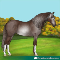 Horse Color:Gray Chestnut 