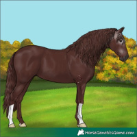 Horse Color:Gray Chocolate Black