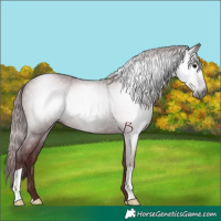 Horse Color:Gray Chocolate Black