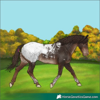 Horse Color:Liver Chestnut Tobiano Near Fewspot Rabicano 