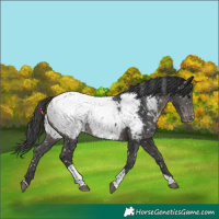Horse Color:Black Tobiano Near Fewspot 