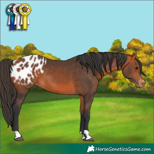 Horse Color:Bay Blanket 