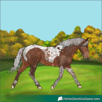 Horse Color:Silver Bay Tobiano Appaloosa 