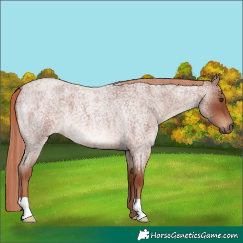 Horse Color:Red Roan 