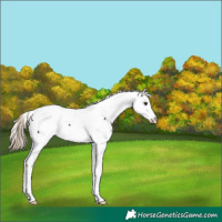 Horse Color:Liver Chestnut Fewspot 