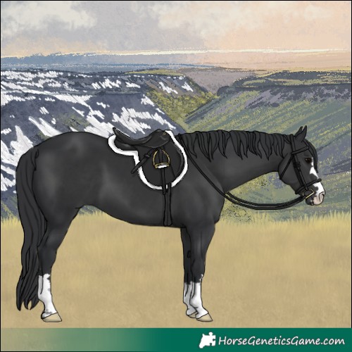 Horse Color:Black 