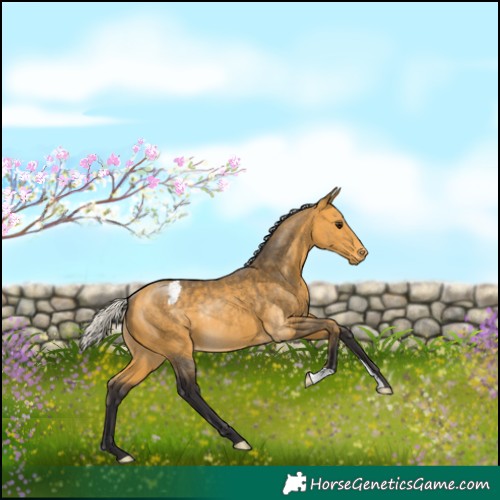 Horse Color:Silver Buckskin Appaloosa Rabicano 