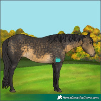 Horse Color:Buckskin