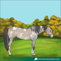 Horse Color:White Spotted Brown Dun Sabino Appaloosa