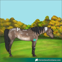 Horse Color:White Spotted Brown Dun Frame Rabicano 