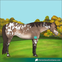 Horse Color:White Spotted Brown Dun Appaloosa Rabicano