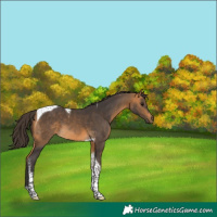 Horse Color:Buckskin Tobiano 