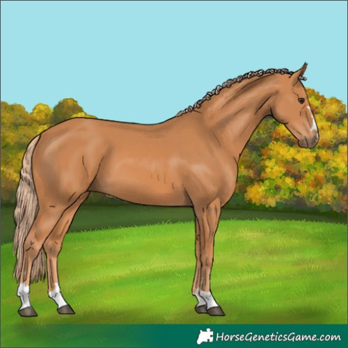 Horse Color:Chestnut 