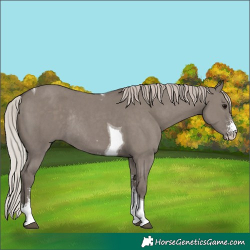 Horse Color:Silver Grullo Sabino Tobiano Rabicano 