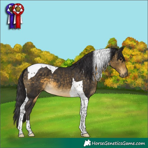 Horse Color:Buckskin Tobiano 