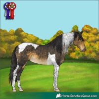 Horse Color:Buckskin Tobiano