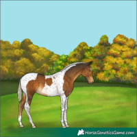 Horse Color:Chocolate Palomino Tobiano