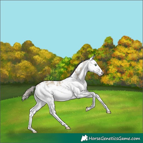 Horse Color:White Spotted Silver Buckskin Dun Splash Rabicano 