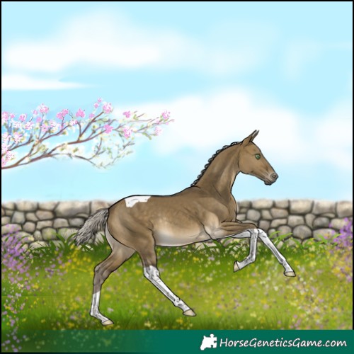 Horse Color:Silver Buckskin Dun Tobiano Rabicano 