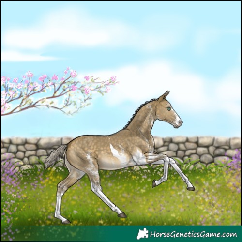 Horse Color:White Spotted Silver Buckskin Dun Mushroom Tobiano 