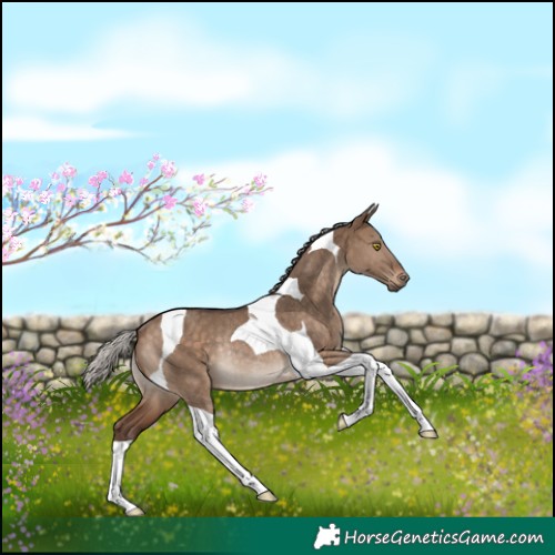 Horse Color:Silver Brown Dun Tobiano Rabicano 