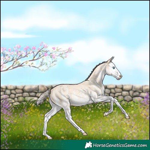 Horse Color:White Spotted Cremello Dun Splash Rabicano 