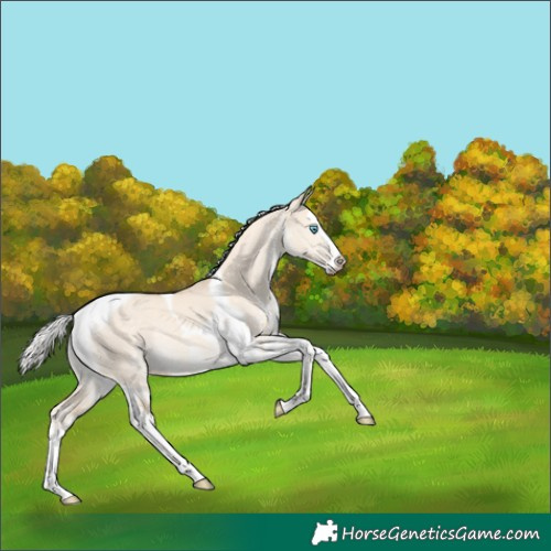 Horse Color:White Spotted Silver Perlino Dun Splash Tobiano Rabicano 