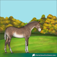 Horse Color:White Spotted Silver Brown Dun Tobiano 