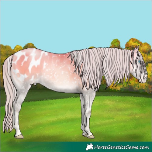 Horse Color:Silver Smoky Grullo Pearl Onyx Appaloosa 