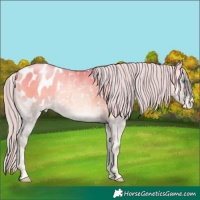 Horse Color:Silver Smoky Grullo Pearl Onyx Blanket 