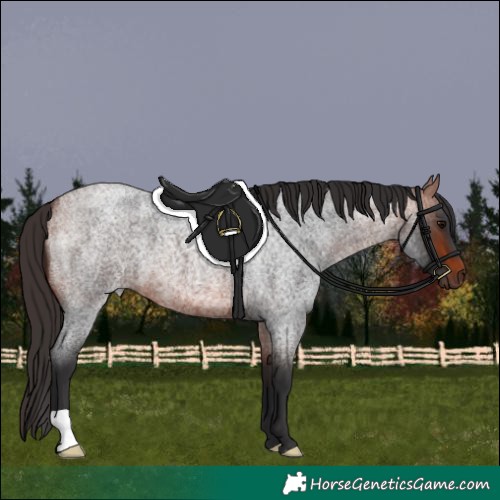 Horse Color:Bay Roan 