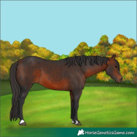 Horse Color:Bay 
