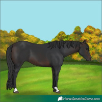 Horse Color:Brown 