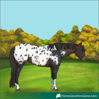 Horse Color:Brown Tobiano Blanket 