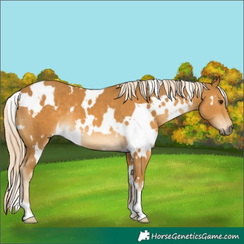 Horse Color:White Spotted Palomino 