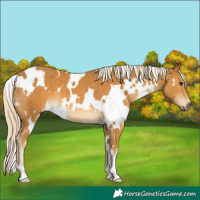 Horse Color:White Spotted Palomino 