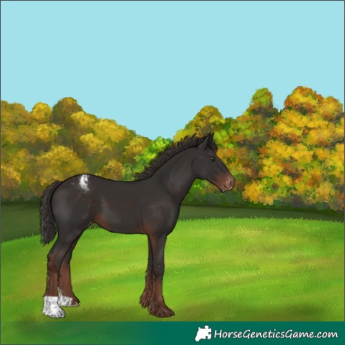 Horse Color:Liver Chestnut Snowcap 