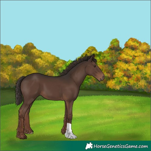 Horse Color:Liver Chestnut 