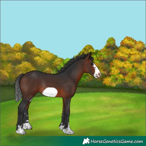 Horse Color:Brown Frame Rabicano 