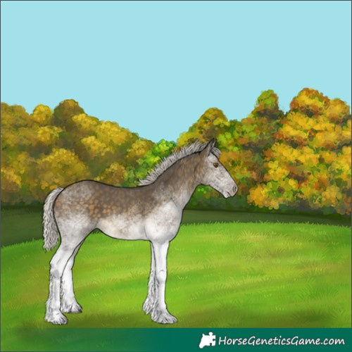 Horse Color:White Spotted Silver Buckskin 