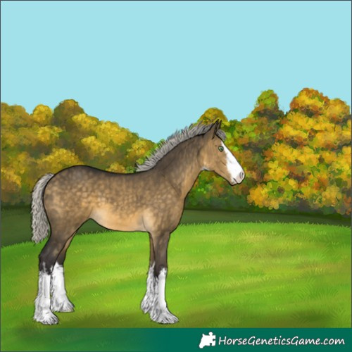 Horse Color:White Spotted Silver Buckskin Dun Brindle 