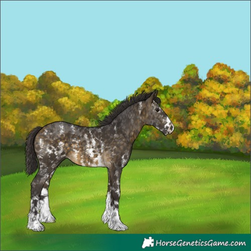 Horse Color:Buckskin Sabino 