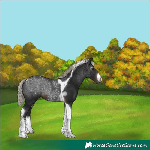 Horse Color:Gray White Spotted Silver Brown Tobiano 
