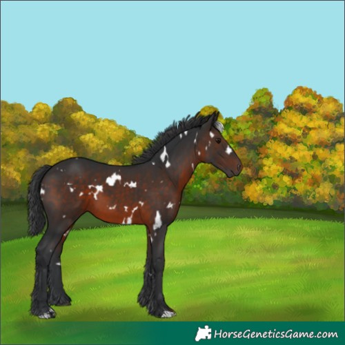 Horse Color:White Spotted Brown 