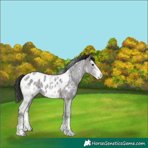 Horse Color:White Spotted Brown Ice Near Leopard 