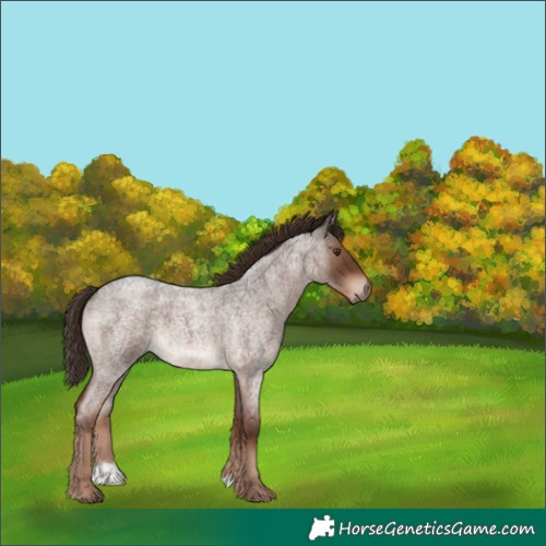 Horse Color:Liver Red Roan 