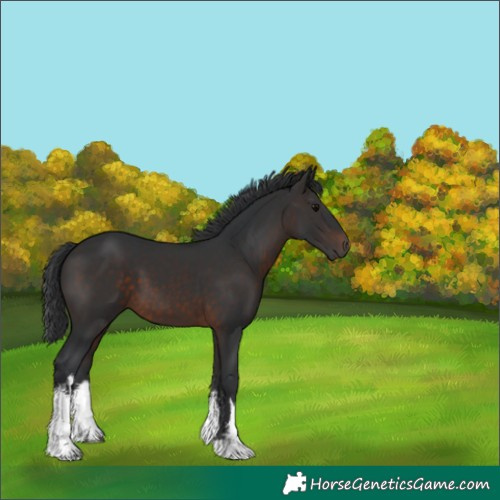 Horse Color:White Spotted Brown 