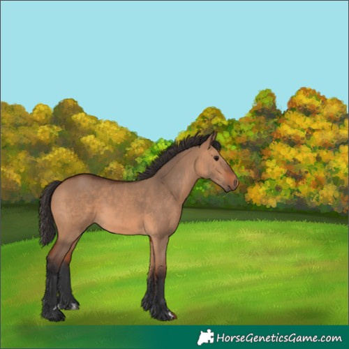 Horse Color:Bay Dun 