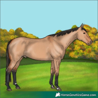 Horse Color:Bay Dun