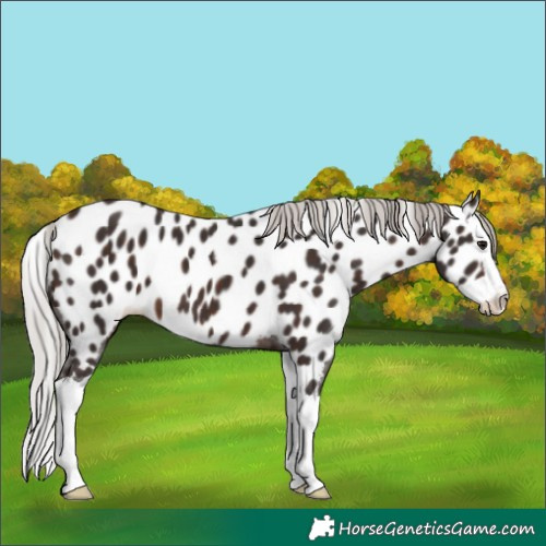 Horse Color:Silver Brown Splash Near Leopard 